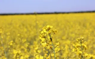 DK Imperial CL / ДК Імперіал КЛ