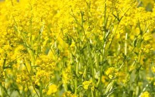 DK IMOVE CL / ДК ІМУВ КЛ