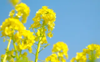 DK Plyska / ДК Плиска