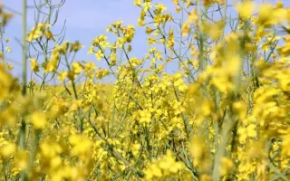 DK Sequoia / ДК Секвоя