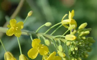 ES AMADEO / ЕС АМАДЕО