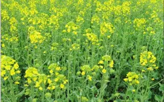 ES CURIEL / ЕС СЮРІЕЛЬ