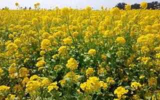 INV1165 / ІНВ1165