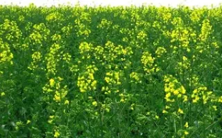 INV1188 / ІНВ1188