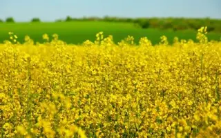 INV1377 CL / ІНВ1377 КЛ