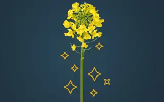 CADRAN / КАДРАН