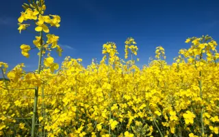 Kasalla / Касалла