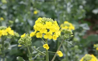 KWS SKOROS / КВС СКОРОС