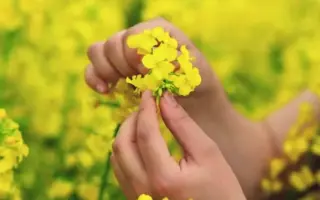 Clarus / Кларус