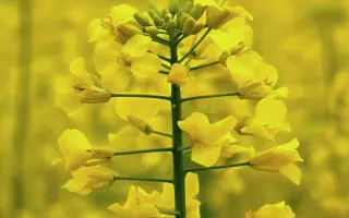 Cornet CL / Корнет КЛ