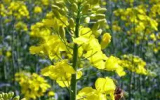 CRISTAL / КРИСТАЛ