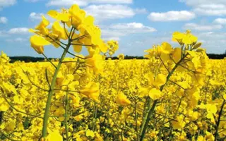 LG Aviron / ЛГ Авірон