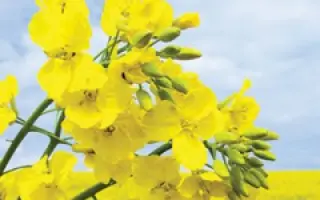 LG ACADEMIC / ЛГ АКАДЕМІК