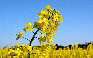 LG Arnold / ЛГ Арнольд