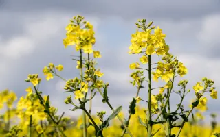 LG Constructor CL / ЛГ Конструктор КЛ