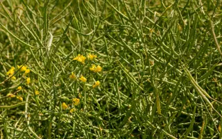 LG Scorpion / ЛГ Скорпіон