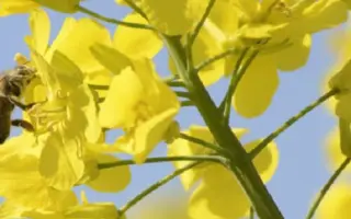 Matrix CL / Матрікс КЛ