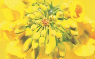 Memphis / Мемфіс