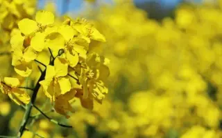 Metropol / Метрополь