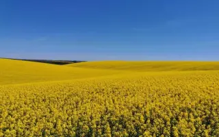 NIZZA CL / НІЗЗА КЛ