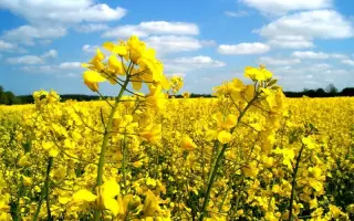 NK Technik / НК Технік