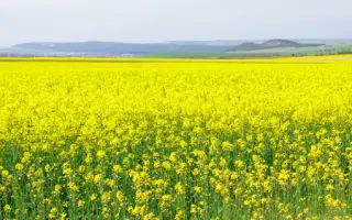 RAGNAR / РАГНАР