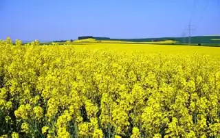 Ранок Поділля