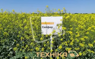 Safer / Сейфер