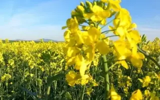 SY FLORIAN / СИ ФЛОРІАН