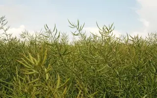 Smaragd / Смарагд