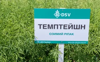 Temptation / Темптейшн