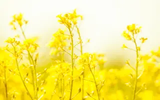 Trinidad / Тринідад