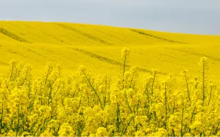 Triathlon / Тріатлон