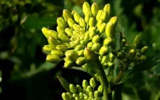 FRANKLIN / ФРАНКЛІН