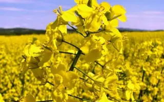 Чорний велетень