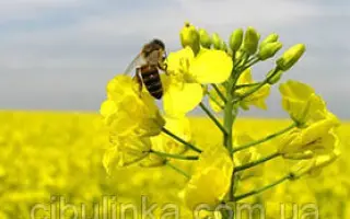 Adriana / Адріана