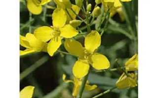 Bagira / Багіра