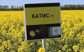 Batis / Батис
