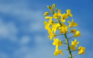 Belana / Белана