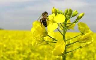 Brentano / Брентано