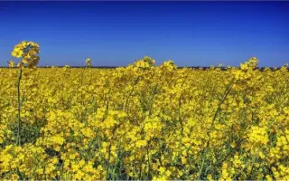 Vektra / Вектра