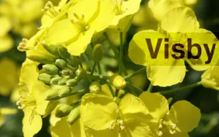 Visby / Вісбі