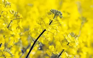 DK Extarro / ДК Екстаро