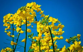 DK Sesar / ДК Сесар