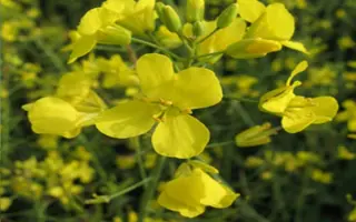 Dobrava / Добрава