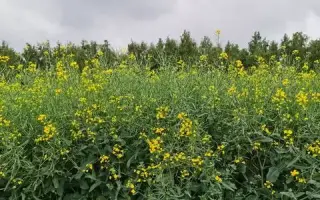 Einstein / Ейнштейн