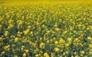 Executive / Екзекютів