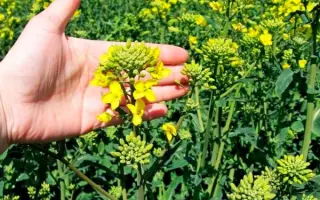 Exagone / Ексагон