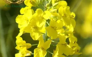 ES Alonso / ЕС Алонсо