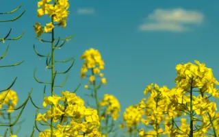 Kindler CL / Кіндлер КЛ